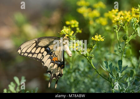 03017-008.08 a coda di rondine gigante (Papilio cresphontes) femmina deposizione delle uova sulla Rue comune (Ruta graveolens) Marion Co. IL Foto Stock