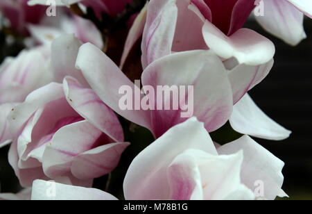 Magnolia Tulip Blossoms Foto Stock