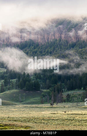 Lone bison su una mattinata nebbiosa a Lamar Valley. Foto Stock