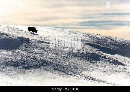 Lone Bison silhouette in Hayden Valley (2). Foto Stock