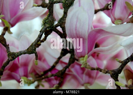 Magnolia Tulip Blossoms Foto Stock