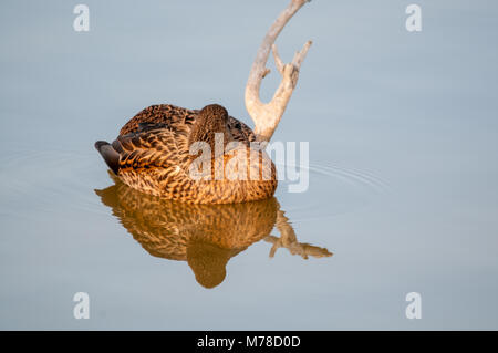 Femmine di anatra selvatica, Anas platyrhynchos, dormendo, acqua, lago, Aiguamolls emporda, Catalogna, Spagna Foto Stock