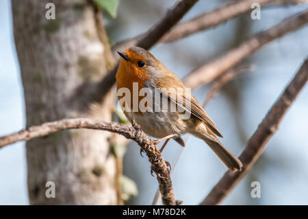 Unione robin, Erithacus rubecula, Aiguamolls emporda, Catalogna, Spagna Foto Stock