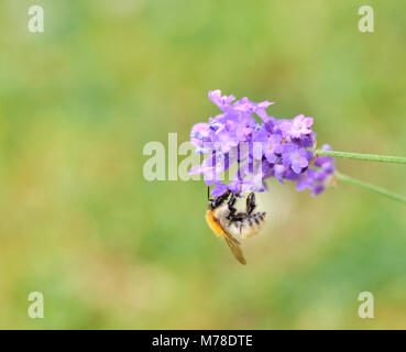 Bumblebee raccogliendo un fiore di lavanda su fondo verde Foto Stock