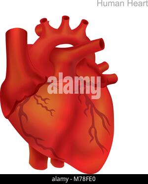 Cuore umano isolare. Angioplastica è una procedura endovascolare per ampliare ristretto o arterie ostruite o vene, tipicamente per trattare atheroscl arteriosa Illustrazione Vettoriale