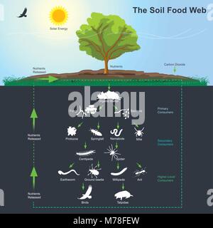 Il suolo web di cibo è la comunità di organismi che vivono in tutto o in parte della loro vita nel suolo. Illustrazione Vettoriale