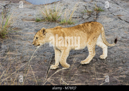 Un forte sani giovani LION CUB camminando su una grande pietra nel Serengeti in Tanzania norrhern Foto Stock