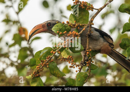 Un Malabar hornbill in i Ghati occidentali Foto Stock