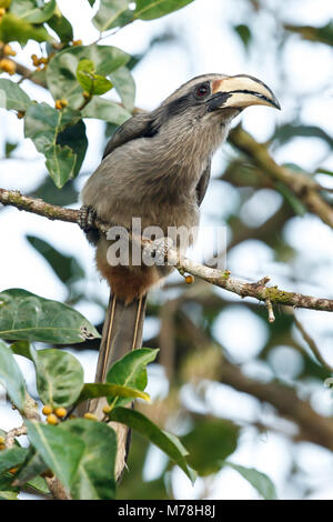 Un Malabar hornbill in i Ghati occidentali Foto Stock