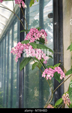 Clerodendrum thomsoniae infiorescenza Foto Stock