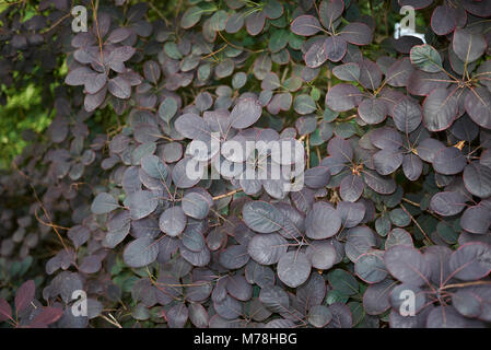 Cotinus coggygria arbusto Foto Stock