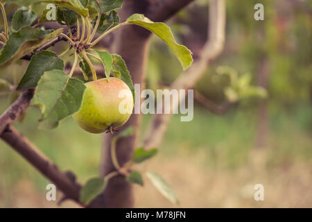 Apple su apple tree Foto Stock