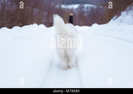 Samoiedo cane sulla neve dal retro Foto Stock