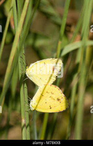 03104-002.04 piccolo giallo (Eurema lisa) maschio e femmina, prateria Ridge SNA, Marion Co. IL Foto Stock