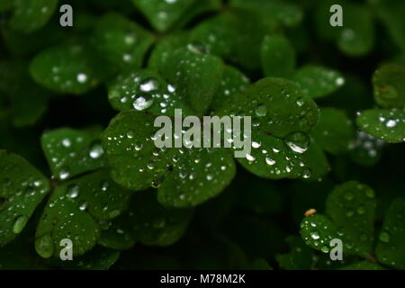 Le goccioline di acqua sulla patch di Trifoglio in Portland Oregon Foto Stock