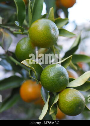 Wild Kinkan giapponese, kumquat, maturazione su albero. Foto Stock