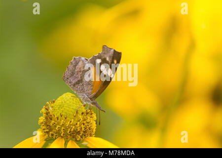 03301-00610 American muso (Libytheana carinenta) sul fiore giallo Marion Co. IL Foto Stock