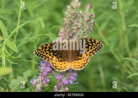 03322-01718 Grande Lamas Fritillary (Speyeria cybele) su Prairie Blazing Star (Liatris pycnostachya) Stephen A. Stato Forbes Park Marion Co. IL Foto Stock