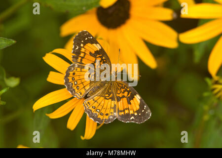 03365-00302 Checkerspot argenteo butterfly (Chlosyne nycteis) Goldstrum black-eyed Susans (Rudbeckia hirta 'Goldstrum') Marion Co., IL Foto Stock