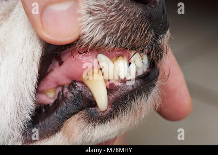 Cavità sui denti di cane di close-up. Cane veterinario clinica dentale Foto Stock