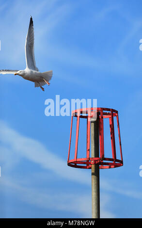 Seagull in volo dopo il decollo. Foto Stock