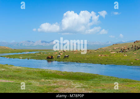 Cavalli al pascolo, Strada di Song Kol, provincia di Naryn, Kirghizistan, Asia Centrale, Asia Foto Stock