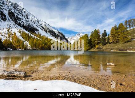 I larici si riflette in Lai da Palpuogna (Palpuognasee), Bergun, Albula Pass, Canton Grigioni (cantone dei Grigioni), Svizzera, Europa Foto Stock