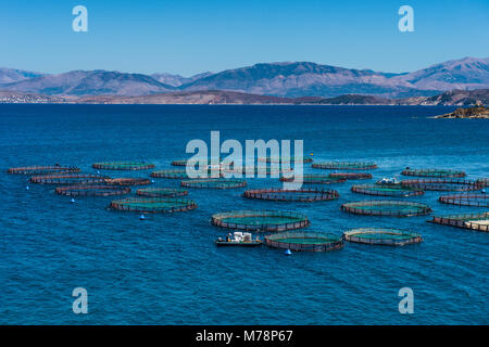 Fattoria di Pesce a Kassiopi, CORFU, ISOLE IONIE, isole greche, Grecia, Europa Foto Stock