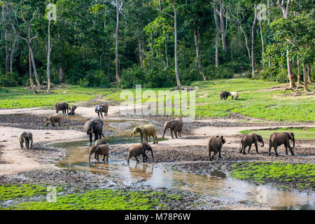 Foresta Africana elefanti (Loxodonta cyclotis) a Dzanga Bai, UNESCO, Dzanga-Sangha riserva speciale, Repubblica Centrafricana, Africa Foto Stock