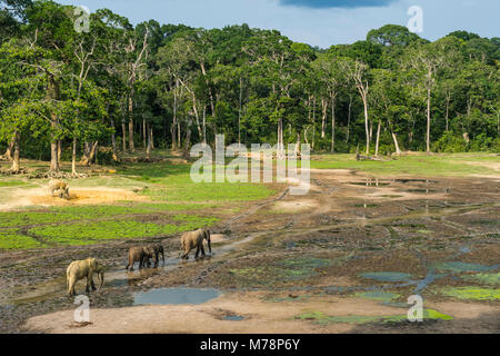 Foresta Africana elefanti (Loxodonta cyclotis) a Dzanga Bai, UNESCO, Dzanga-Sangha riserva speciale, Repubblica Centrafricana, Africa Foto Stock