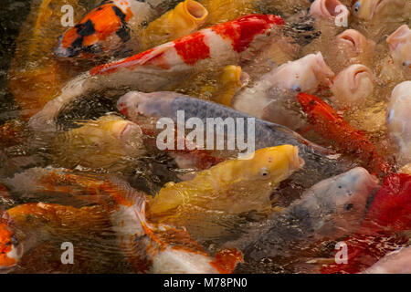 Carpe Koi di Shukkei-en giardini, Hiroshima, Giappone, Asia Foto Stock