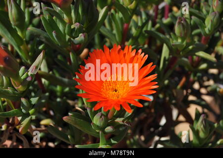 Arancio Pianta di ghiaccio fiori (faccia di maiale,arancione glow, uscita impianto di ghiaccio).Lampranthus Aurantiacus fiori,Elche,Spagna. Foto Stock