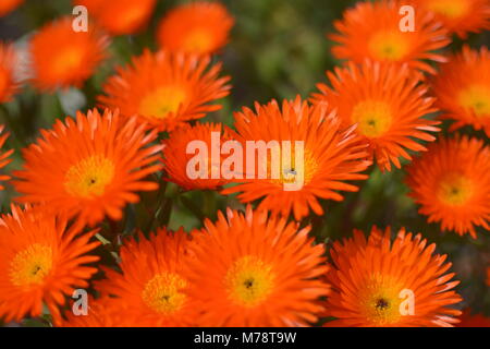 Arancio Pianta di ghiaccio fiori (faccia di maiale,arancione glow, uscita impianto di ghiaccio).Lampranthus Aurantiacus fiori,Elche,Spagna. Foto Stock