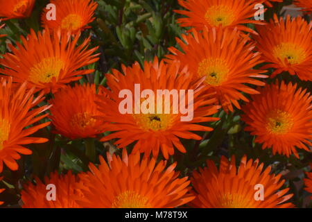 Arancio Pianta di ghiaccio fiori (faccia di maiale,arancione glow, uscita impianto di ghiaccio).Lampranthus Aurantiacus fiori,Elche,Spagna. Foto Stock