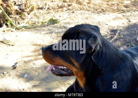 Ritratto di un grande cucciolo di cane - Rottweiler Foto Stock