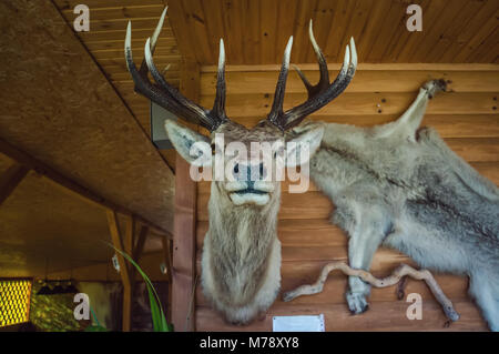 Corna di cervo, i trofei di caccia, appeso a una parete in legno. i palchi e un lupo pelt sullo sfondo del tronco di legno e pareti. Foto Stock