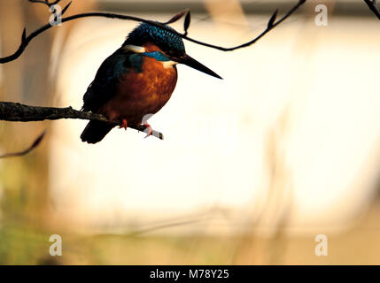 Kingfisher (Alcedo atthis) Kent (allentati Village, vicino a Maidstone) REGNO UNITO. Gennaio Foto Stock