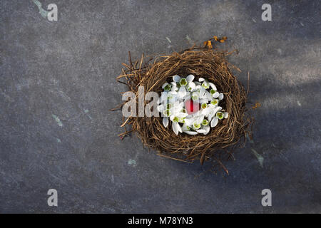 Il vecchio nido riempito con capovolta la snowdrop fiori e un piccolo rosso cuore di vetro su uno sfondo di colore grigio ardesia. Foto Stock