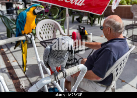 Anziani cliente con due pappagalli in cafè sul marciapiede a Main Street Mall in Grand Junction, Colorado, STATI UNITI D'AMERICA Foto Stock