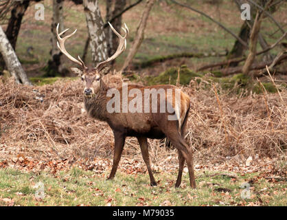 Red Stag Cervo in un parco all'inglese (Cervus elaphus) Foto Stock