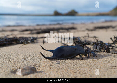 Un portamonete sirene lavato fino sul litorale a La Rocque,Jersey,Isole del Canale Foto Stock