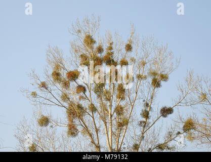 A bacca rossa vischio cinese (Viscum coloratum) cresce su alberi in Chengde Mountain Resort - Bishu Shanzhuang - in Chengde, Hebei, Cina Foto Stock