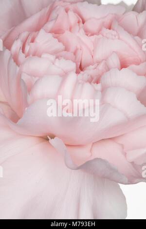 Primo piano di una rosa pallido carnation isolato su uno sfondo bianco Foto Stock