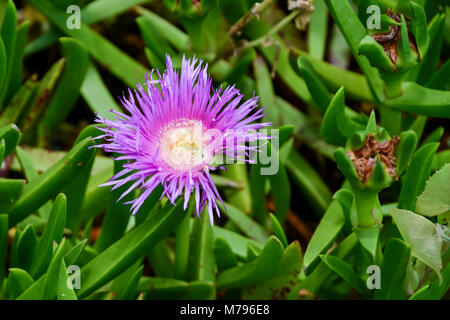 Il fiore di un tallonamento impianto di ghiaccio (Delosperma cooperi) Foto Stock