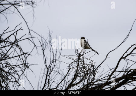 Un Southern fiscale (Lanius collaris) arroccato in una struttura ad albero Foto Stock