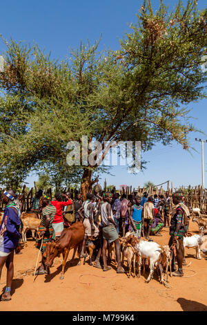 Giovani Hamar uomini Acquisto e vendita di bestiame al settimanale mercato tribale In Dimeka, Valle dell'Omo, Etiopia Foto Stock