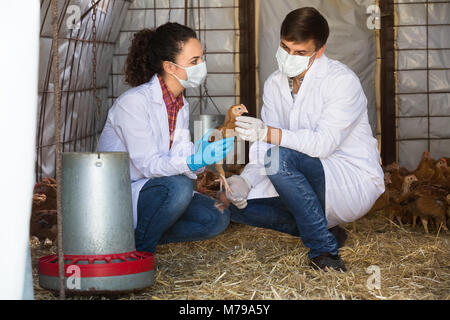 Maschi e femmine di veterinari in camici e maschere che trasportano il pollo marrone in mani sul pollaio Foto Stock