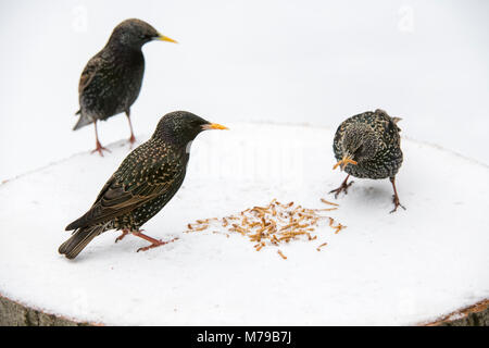 Lo Sturnus vulgaris. Per gli storni alimentazione su mealworms su una struttura in legno bird tabella nella neve in un giardino inglese. Febbraio, REGNO UNITO Foto Stock
