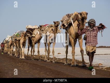 Etnia Afar l uomo e i suoi cammelli caravan che trasportano blocchi di sale nella depressione di Danakil, regione di Afar, Dallol, Etiopia Foto Stock