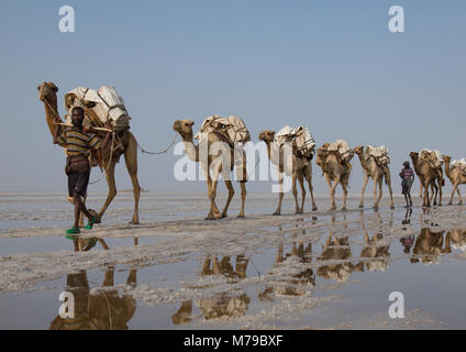 Etnia Afar l uomo e i suoi cammelli caravan che trasportano blocchi di sale nella depressione di Danakil, regione di Afar, Dallol, Etiopia Foto Stock